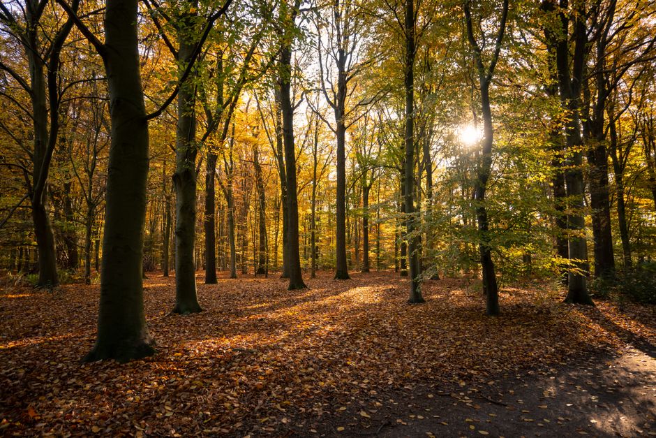 Herfstblad verlicht door circadiaans avondlicht.